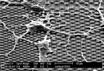 Chip bioeletrnico conecta neurnios a circuito eletrnico