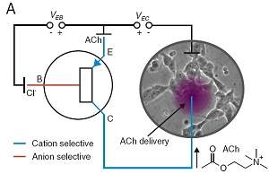 Neurnios so controlados eletronicamente com transstor inico