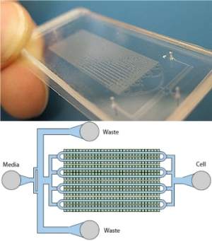 Biopixels usam bactrias para criar letreiros neon vivos