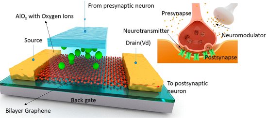 Sinapse de grafeno imita neurnios e plasticidade