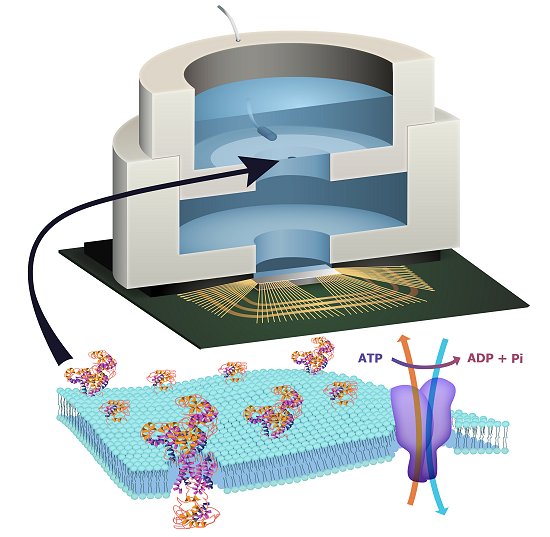 Bioeletrnica: Chip  alimentado biologicamente