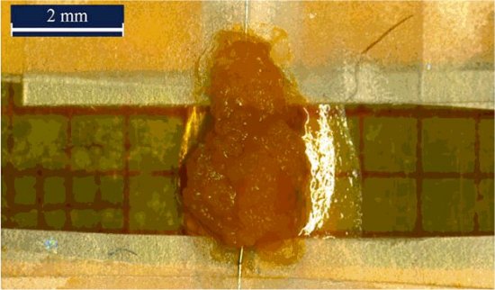 Sinapse eletrnica de gelatina rumo aos computadores vivos