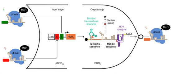 Circuitos de DNA fazem computao biolgica