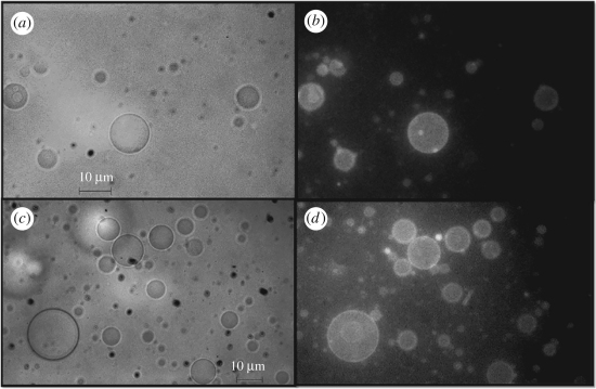 Brasileiros criam bits qumicos que trocam sinais luminosos ou eltricos