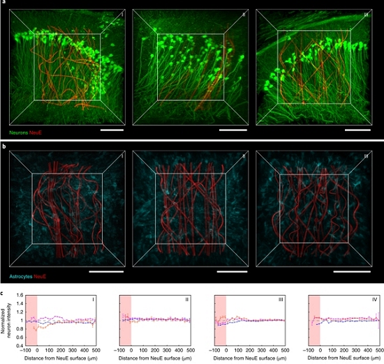 Neurnios eletrnicos integram-se ao tecido cerebral