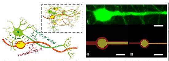 Neurnios eletrnicos integram-se ao tecido cerebral