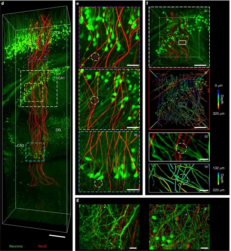 Neurnios eletrnicos integram-se ao tecido cerebral