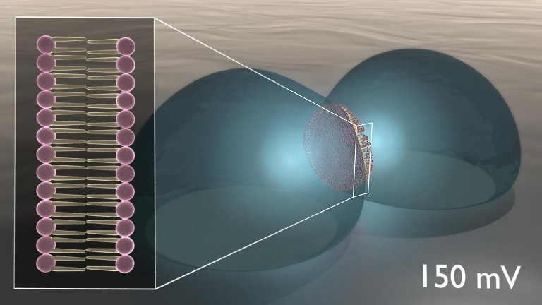 Biocircuitos imitam sinapses e neurnios para computao sensorial