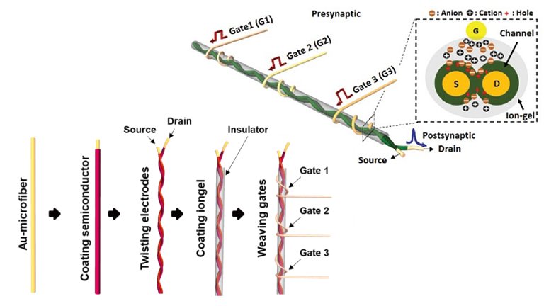 Neurotransistores funcionam e se conetam mutuamente como neurnios