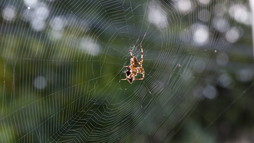 Microfone revolucionrio  inspirado na teia de aranha