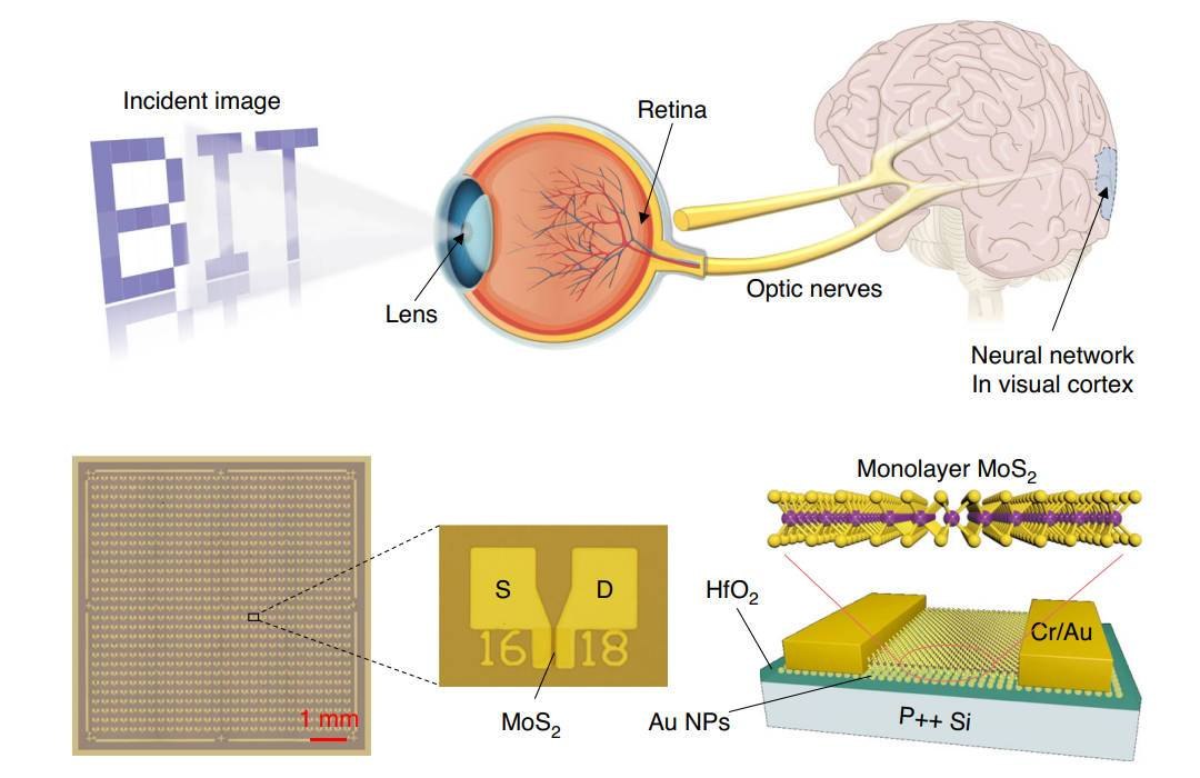 Chip neuromrfico optoeletrnico imita sistema visual humano