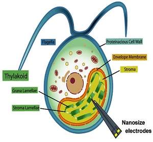 Bioeletricidade: energia  captada diretamente das plantas