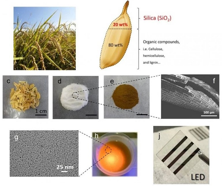 LEDs de pontos qunticos so fabricados com cascas de arroz