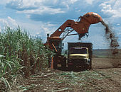 Benefcios ambientais do biodiesel so questionados por cientista brasileiro