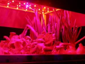 Iluminao com LEDs produz vegetais mais saudveis