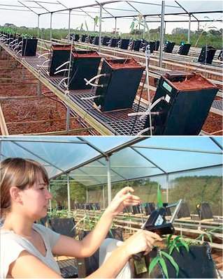 Plantas do alerta de vazamento em oleodutos