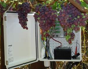 Satlites monitoram plantao de uva em busca do vinho ideal