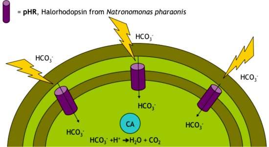 Como alimentar o mundo e ainda produzir biocombustveis