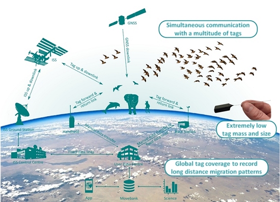 Animais sero monitorados pela Estao Espacial Internacional