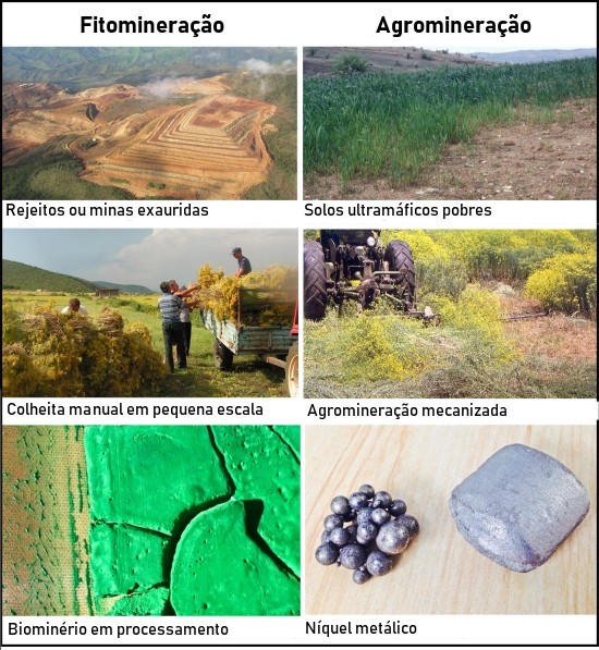 Agrominerao: Plantas acumulam minrios de altos teores metlicos