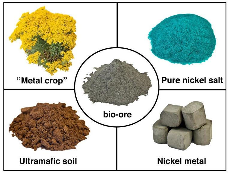 Agrominerao: Plantas acumulam minrios de altos teores metlicos