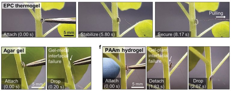 Comunicao com as plantas alcana um novo nvel