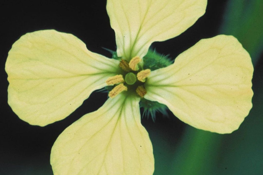 Seleo natural tambm pode retardar a evoluo, mantendo semelhanas entre geraes