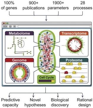 Cientistas desenvolvem modelo completo de microrganismo em computador