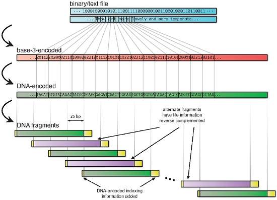 Algoritmo permite gravar dados no DNA de forma 100% confivel