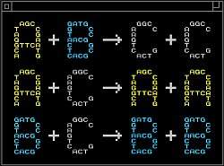 Linguagem de programao qumica constri DNA sinttico