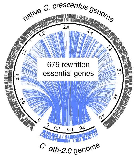 Primeiro DNA artificial