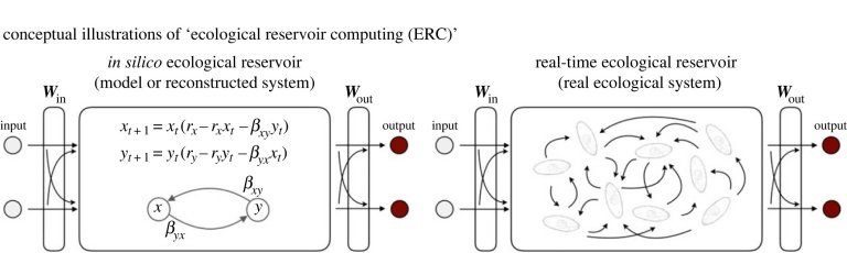 Ecocomputao promete IA feita por sistemas naturais