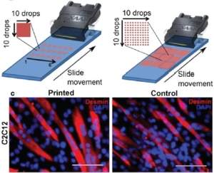 Biotinta com clulas imprime tecidos vivos