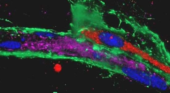 Jato de tinta imprime tecidos biolgicos artificiais vivos