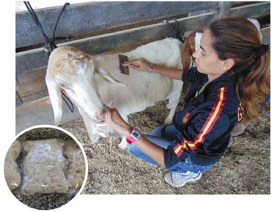 Casimira de cabras brasileiras seria a melhor do mundo - se fosse feita