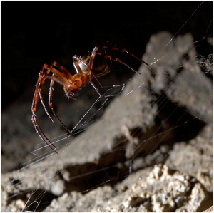 Aranhas que ingerem grafeno e nanotubos tecem teias mais fortes