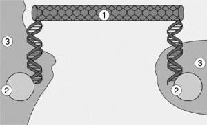 Nanotransistores so construdos com DNA e nanotubos de carbono