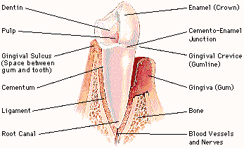 Nanoesferas de cermica curam dor de dente