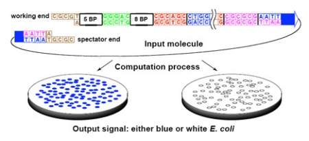 Computador biolgico usa molculas para fazer clculos