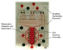 Biochip que imita crebro permitir estudo detalhado de neurnios