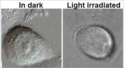 Nanomquina molecular encontra e destri clulas de cncer