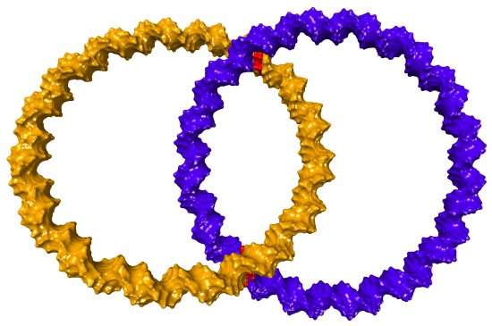 Menor aliana de casamento do mundo  feita de DNA