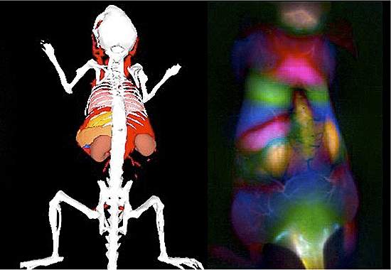 Nanotubos fluorescentes simulam transparncia de animal vivo