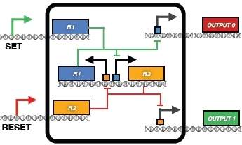 DNA-RW: Dados binrios so gravados em molcula de DNA