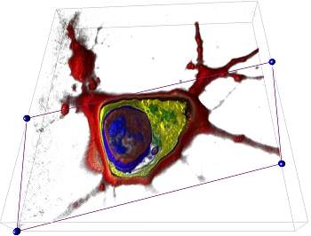 Nanoscpio observa clulas vivas sem corantes ou fluorforos