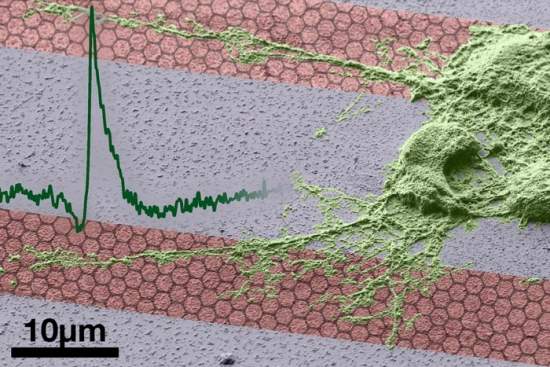 Bioeletrnica ganha impulso com transistores de grafeno