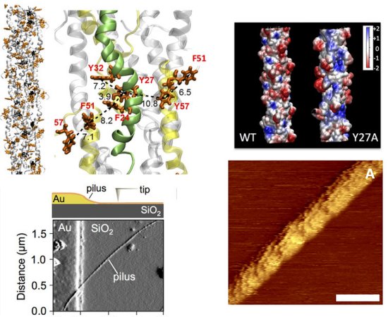 Nanofios feitos por bactrias deixam nanotecnologias humanas na poeira