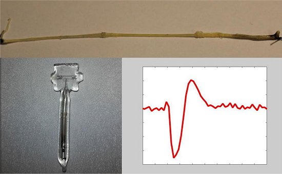 Sensor detecta sinais magnticos das clulas nervosas