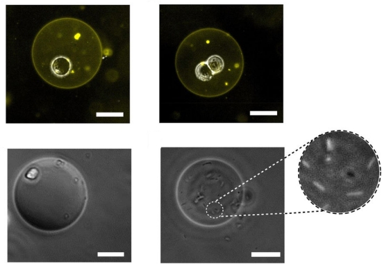 Clula hbrida artificial e biolgica funciona como fbrica qumica