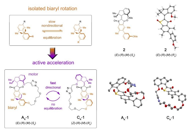 Motor molecular ganha um cmbio para transferir movimento